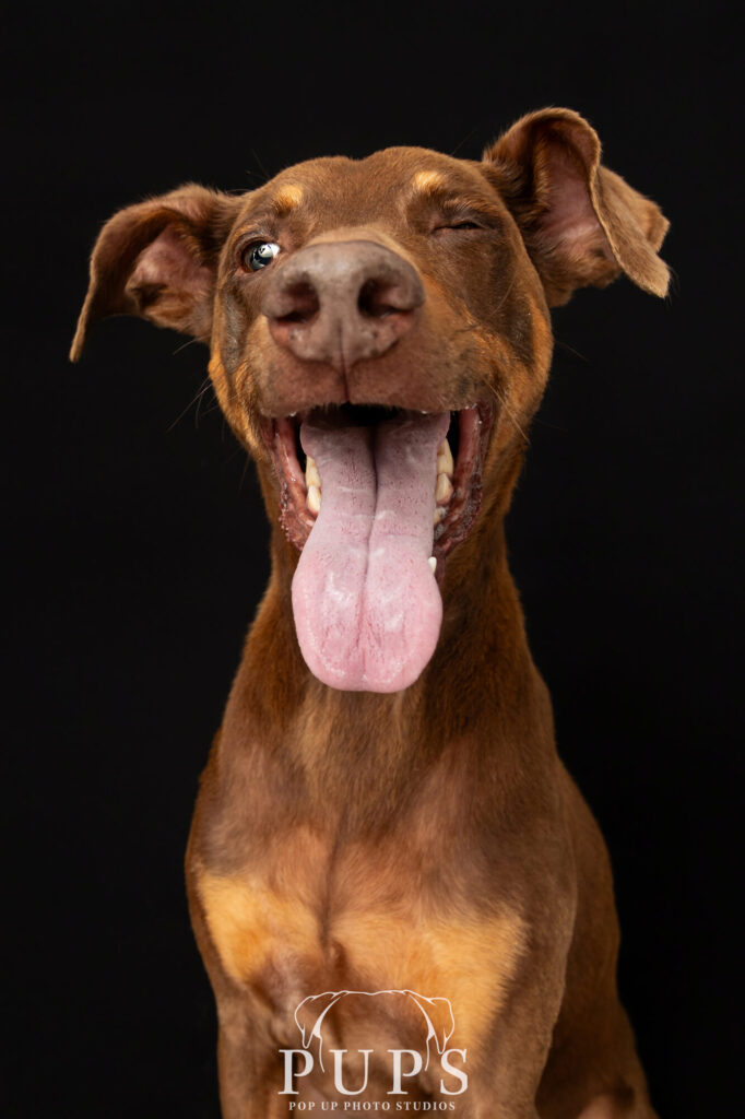 Remi a doberman dog sticking her tongue out with a black background