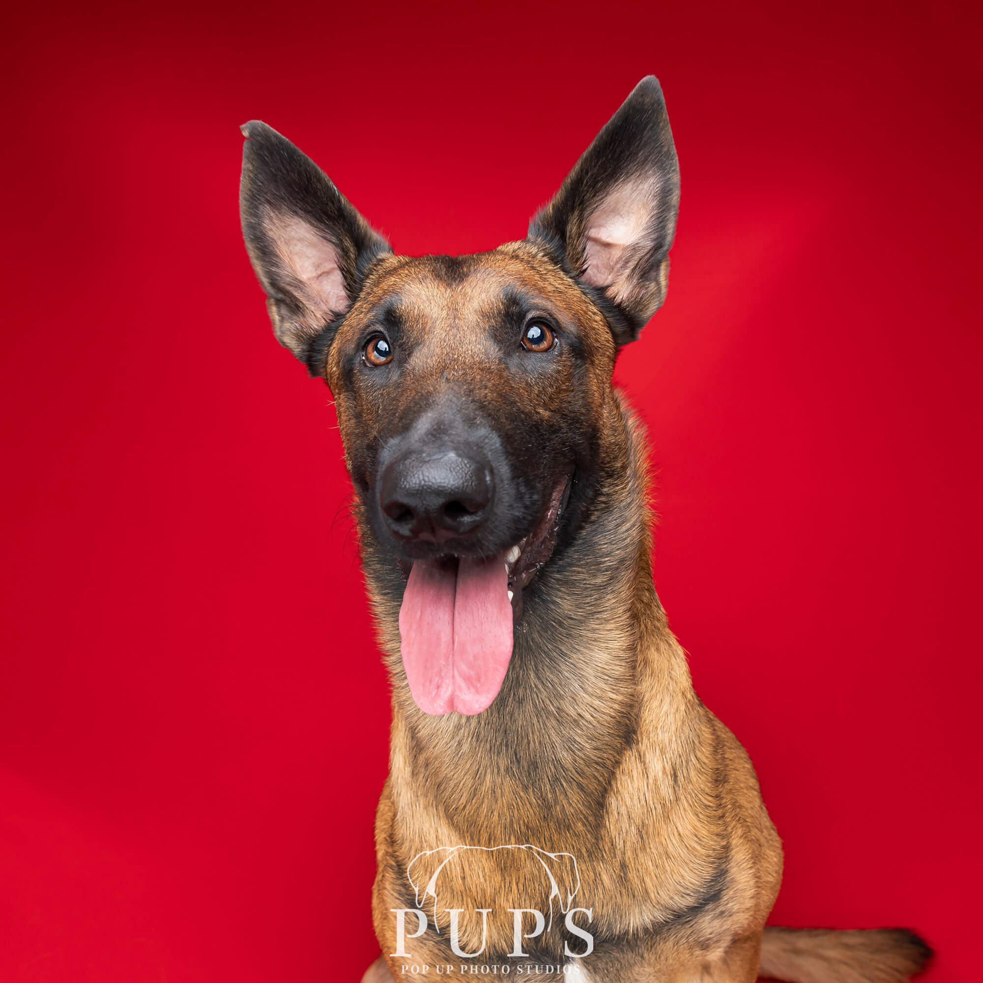 belgian malinois portrait with red background
