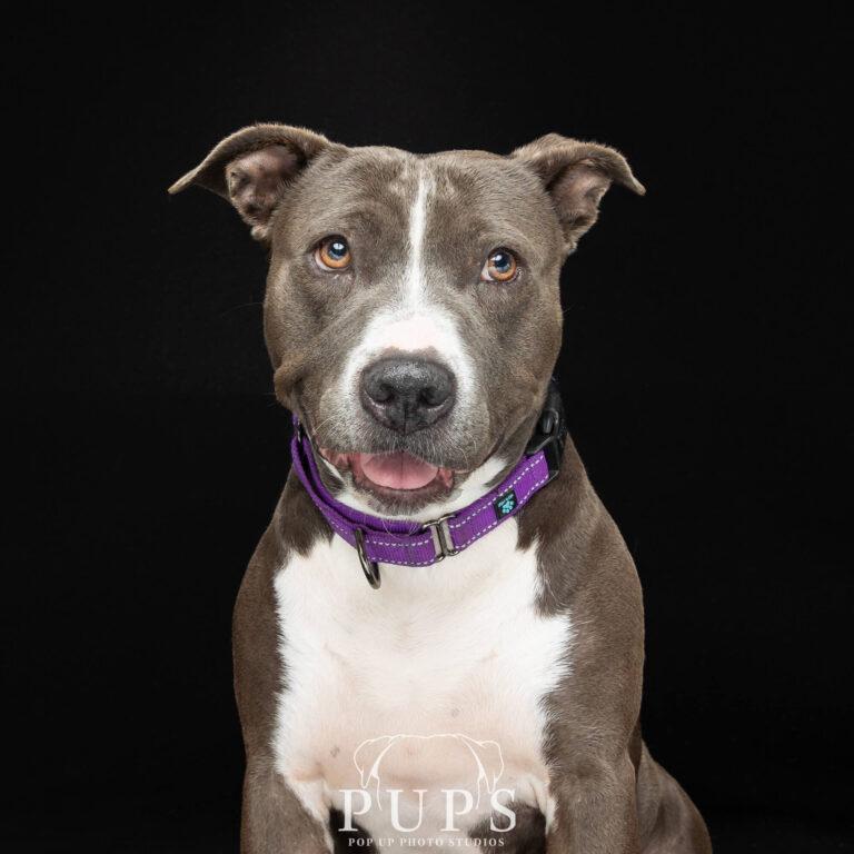 mixed breed dog portrait from the treasure coast humane society smiling on back background