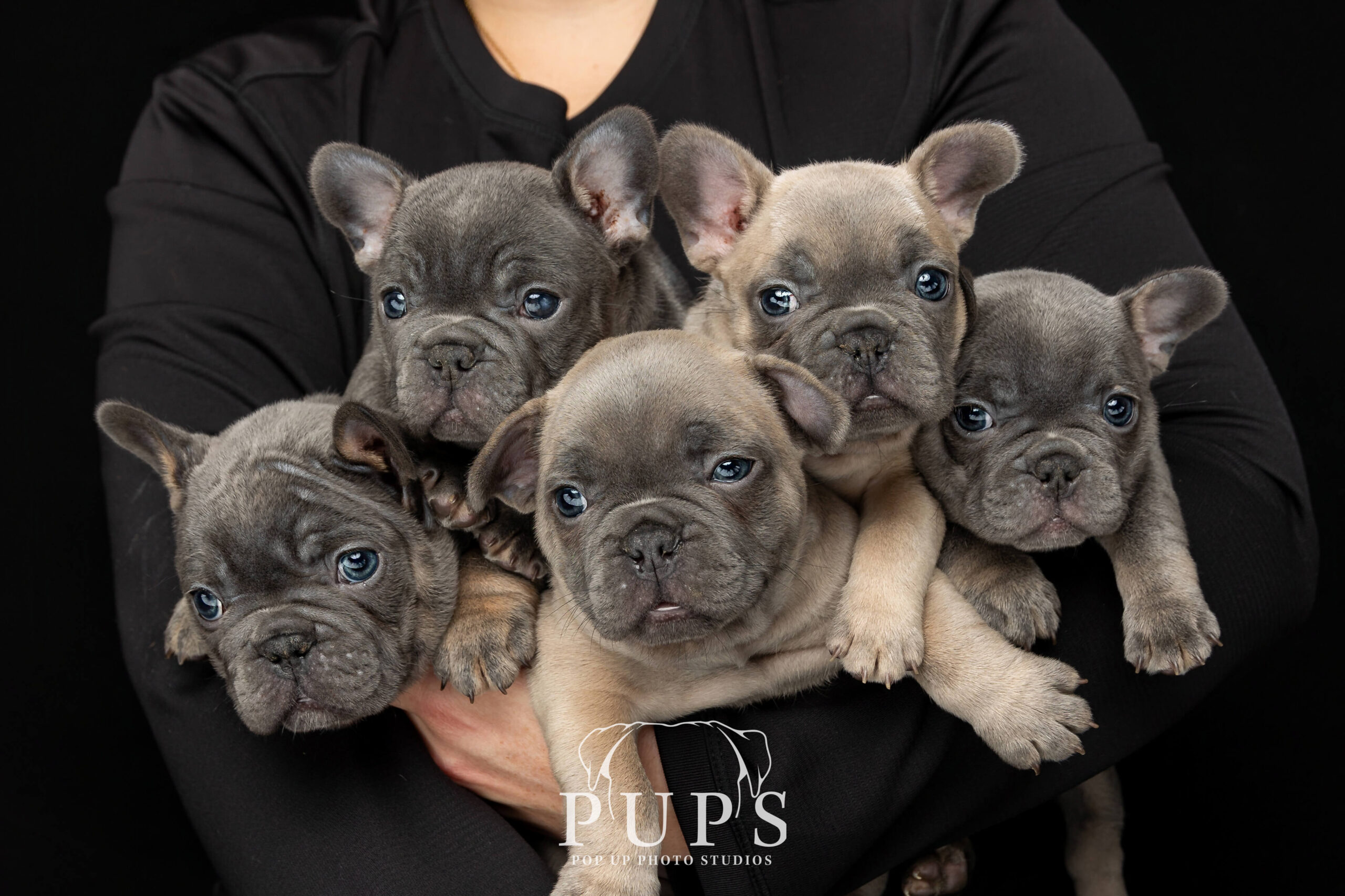 5 baby french bulldog puppies being held in portrait with black background