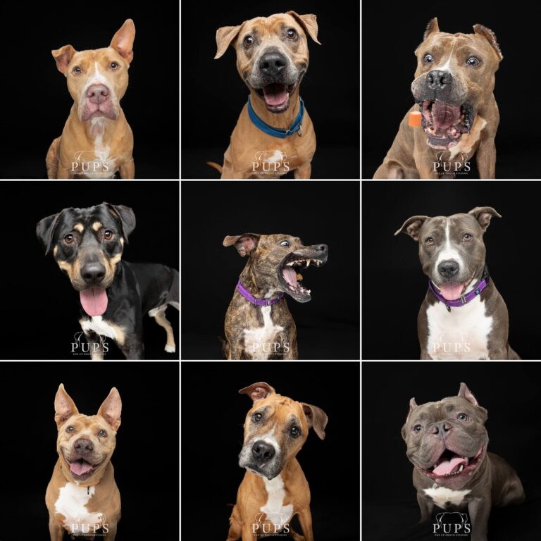 9 photos of different breed dogs on black background